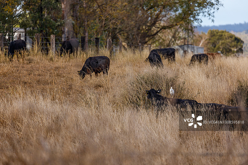 黑色安格斯牛在干燥的草地围场中吃草，背景是部分遮挡风车的树木图片素材