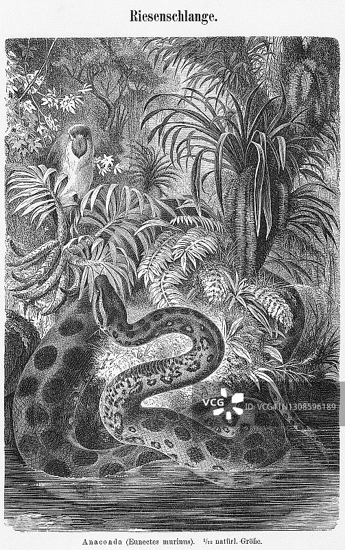 绿水蚺古老雕刻插图图片素材