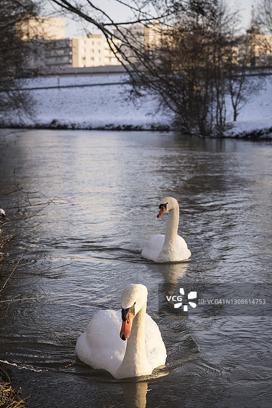法国蒙塔日日出时分的天鹅（竖版）图片素材