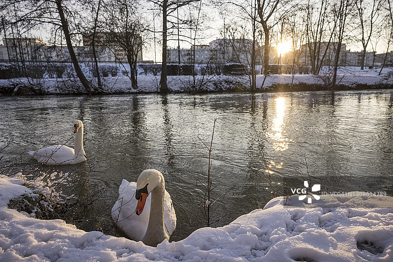 法国蒙塔基河畔日出时分的群天鹅图片素材