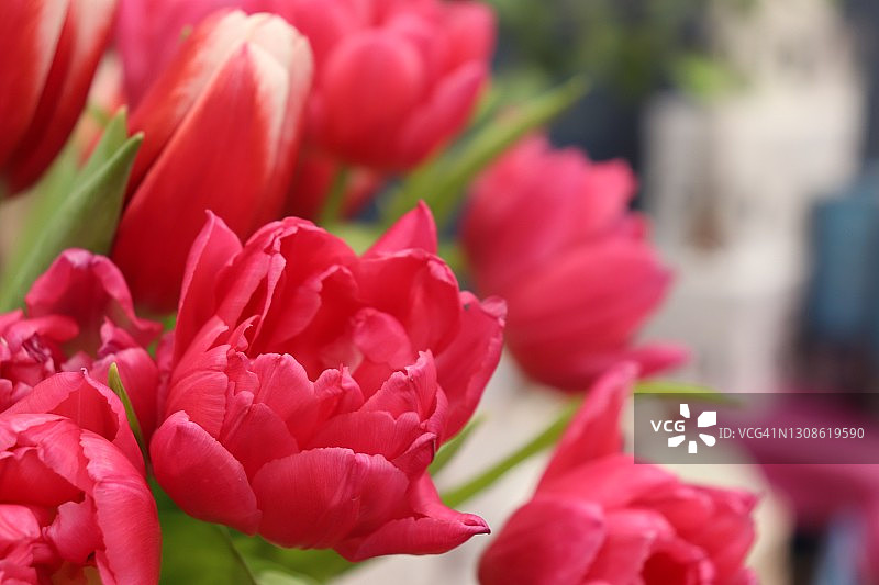 花卉特写：花瓶中的红色郁金香图片素材