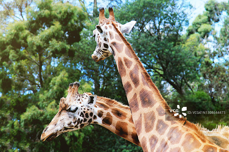 两只长颈鹿头部与模糊绿树图片素材