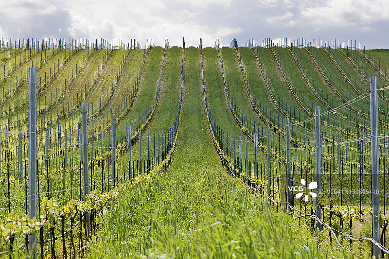 奥地利布尔根兰的葡萄园拖拉机图片素材