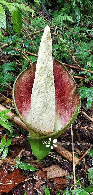 马来西亚沙捞越，巨花魔芋花朵特写图片素材