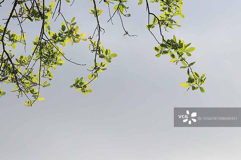 前景是橡树枝的风暴云图片素材