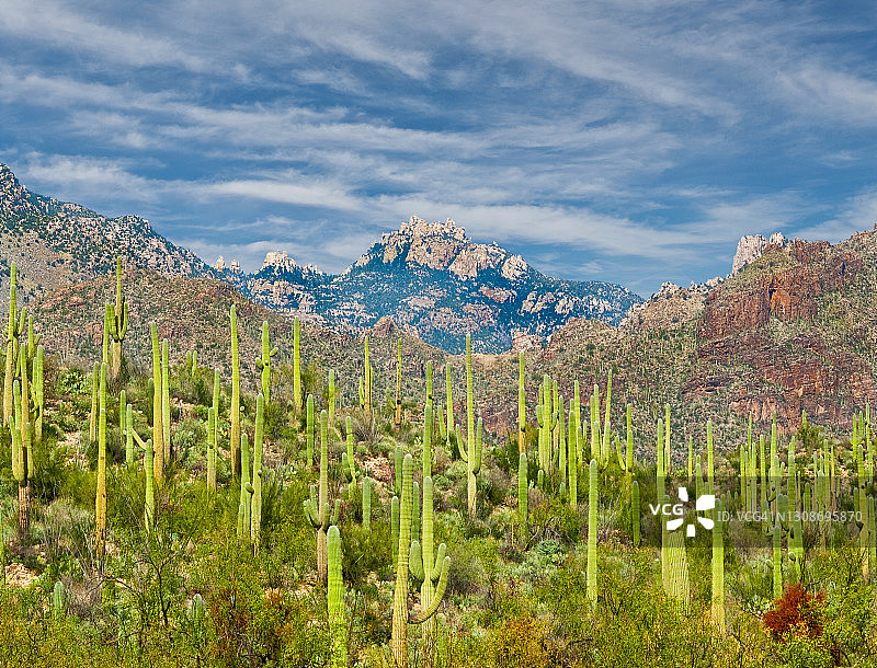 萨比诺峡谷的巨人柱森林图片素材