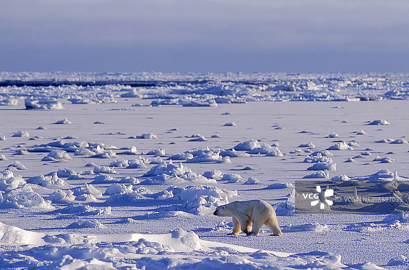 一只北极熊在冰冷的哈德逊湾上行走图片素材