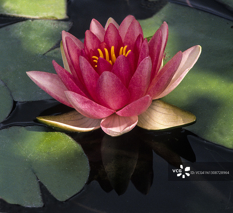 睡莲（征服者品种）图片素材