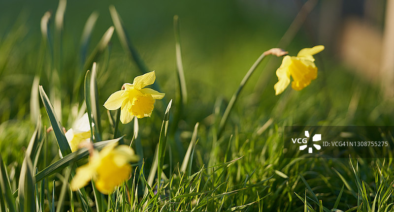 那喀索斯图片素材