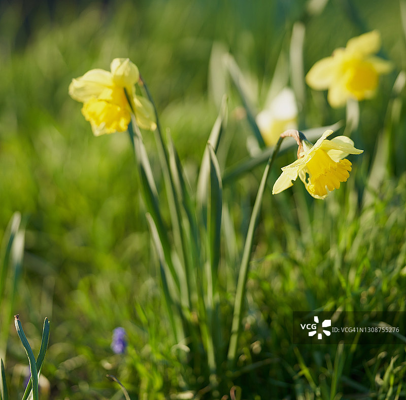那喀索斯图片素材