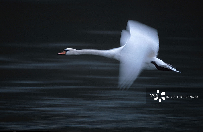 德国下萨克森州的疣鼻天鹅图片素材
