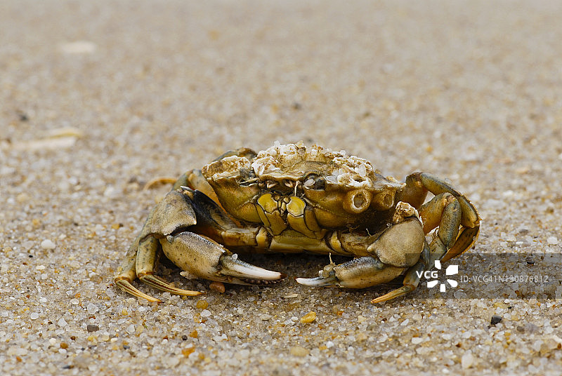 北海沙滩上的普通滨蟹图片素材