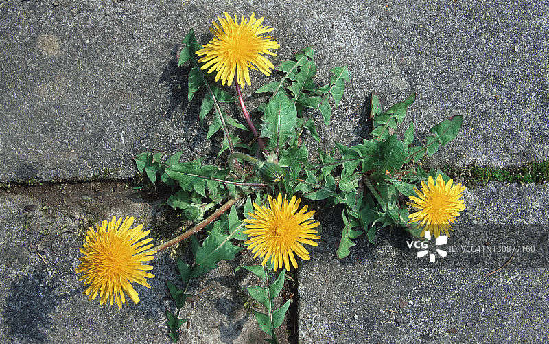 德国下萨克森，石缝中生长的蒲公英图片素材