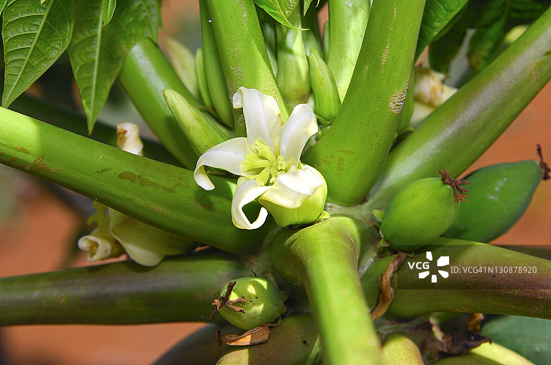 带有未成熟果实的木瓜树干图片素材