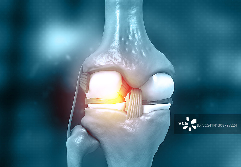 人体膝盖解剖结构图片素材