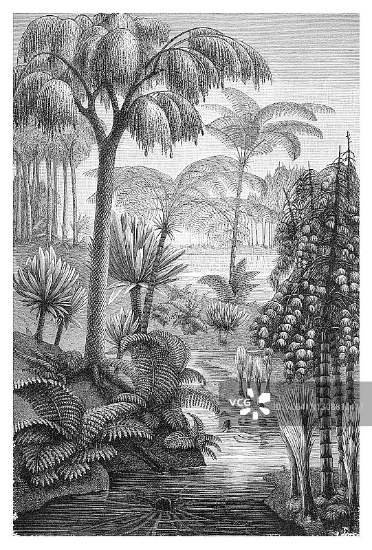 石炭纪植物古老雕刻插图图片素材