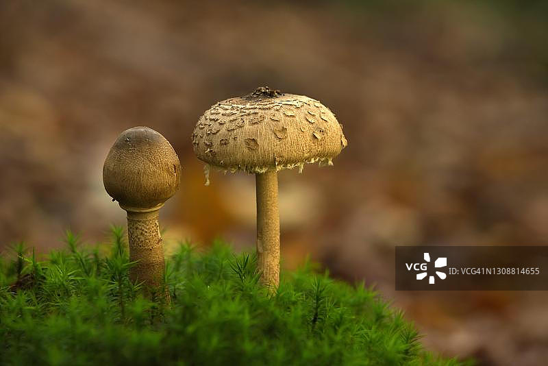 可食用的橄榄棕色蘑菇，德国梅克伦堡-前波美拉尼亚图片素材