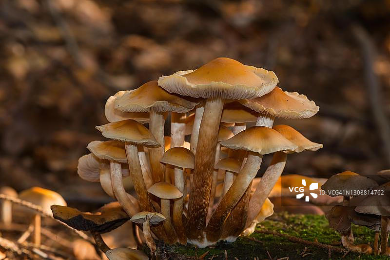 可食用的松茸图片素材