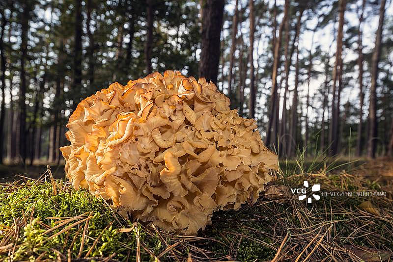 可食用绣球菌，德国图片素材