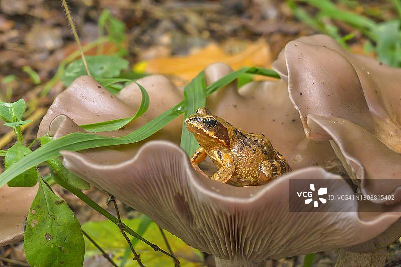 紫丁香蘑、普通蛙，德国梅克伦堡-前波美拉尼亚州图片素材