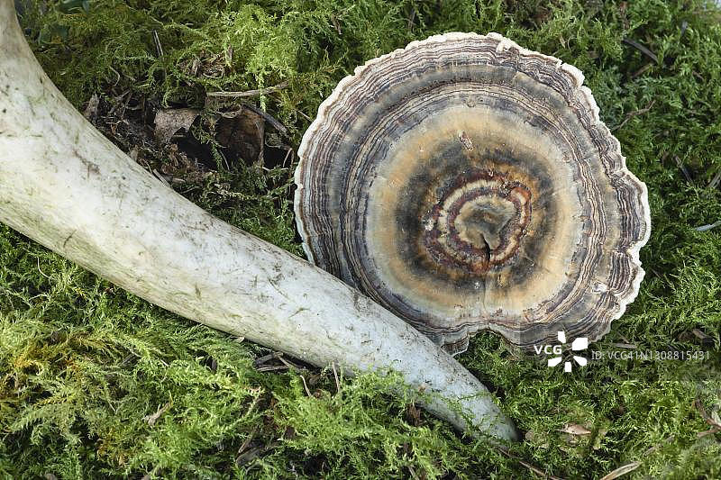 德国梅克伦堡-西波美拉尼亚的云芝图片素材