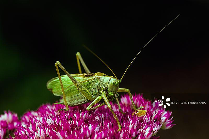 德国梅克伦堡-前波美拉尼亚的大绿灌木蟋蟀图片素材