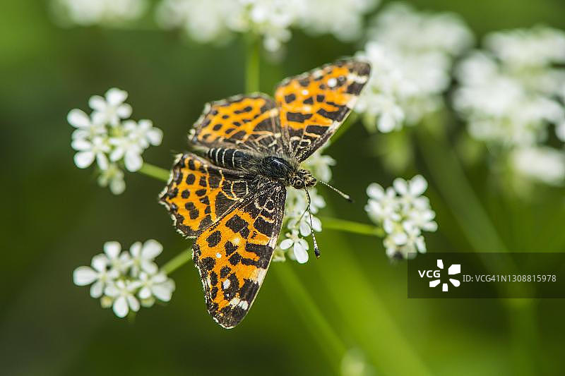 地图蝶（Araschnia levana），蝴蝶，德国梅克伦堡-前波莫瑞州图片素材