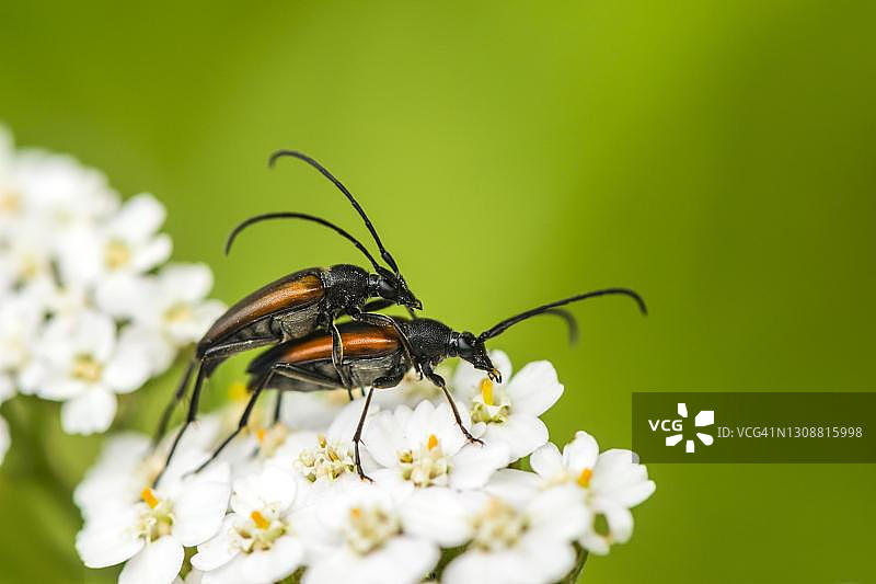黑条纹长角甲虫，交配，德国梅克伦堡-前波美拉尼亚图片素材