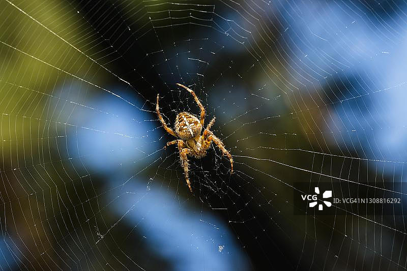 德国梅克伦堡-前波莫瑞哈格诺的欧洲花园蜘蛛（Araneus diadematus），十字蜘蛛，蜘蛛网图片素材
