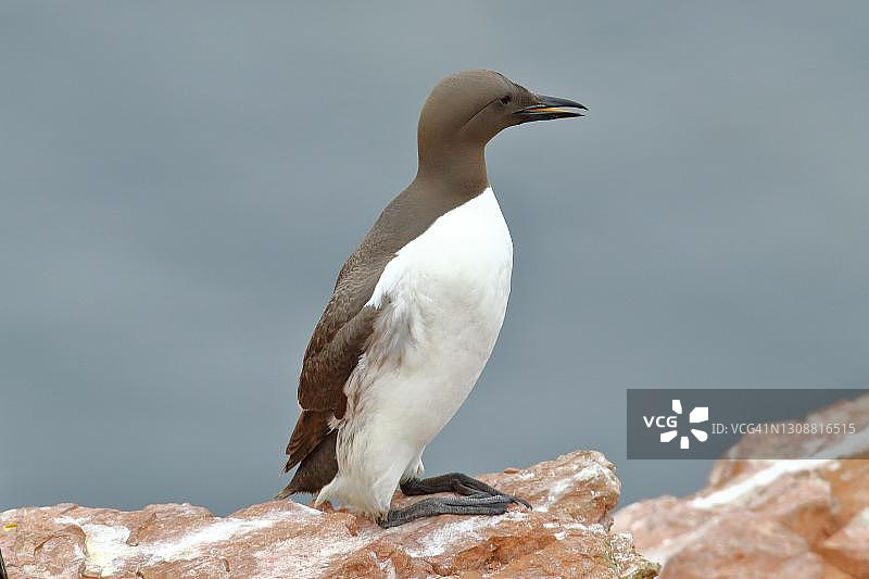 在黑尔戈兰岛北海砂岩岩石上的海鸠图片素材