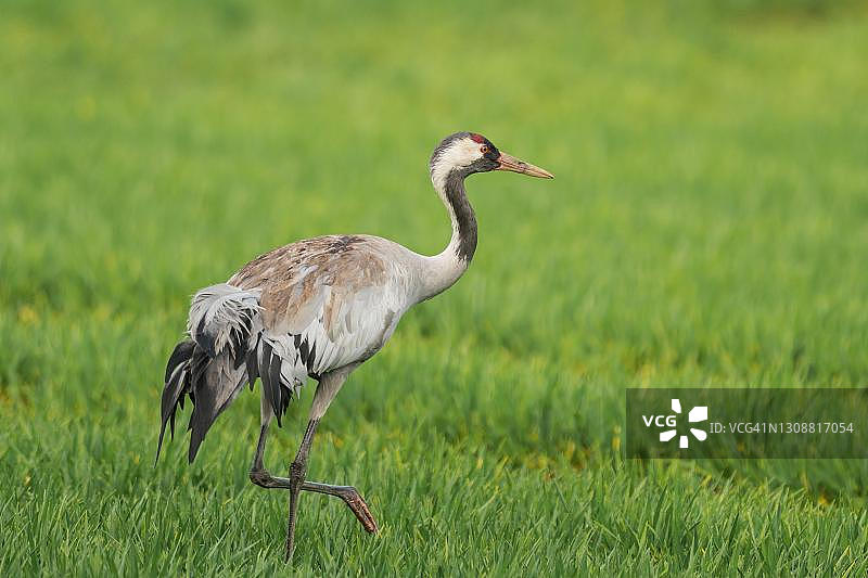 普通鹤，德国梅克伦堡-前波莫瑞州图片素材