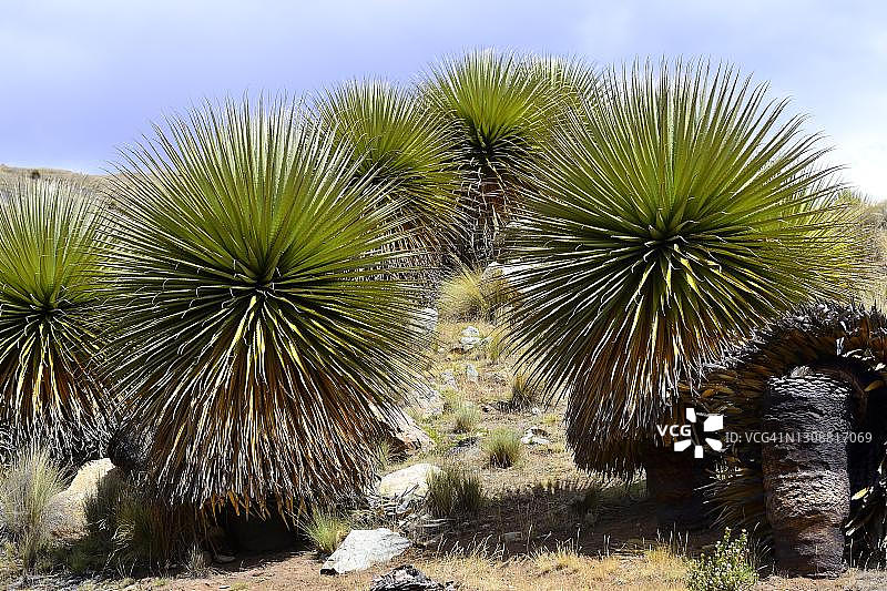 雷蒙德凤梨，布兰卡山脉，秘鲁雷库艾省图片素材