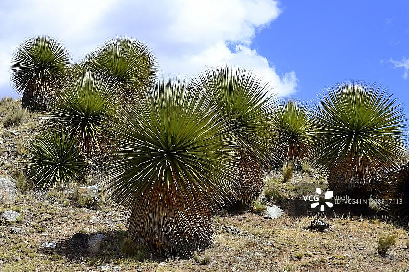 雷蒙德凤梨，布兰卡山脉，秘鲁雷库艾省图片素材