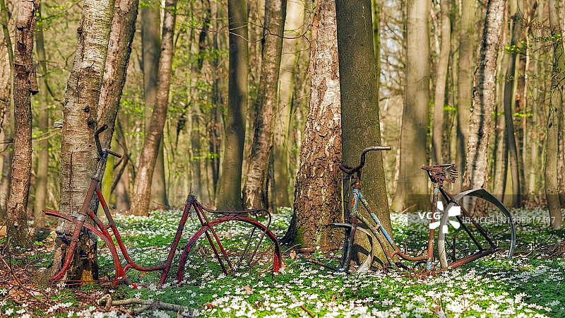 德国梅克伦堡-西波美拉尼亚州，山毛榉森林中的旧自行车图片素材