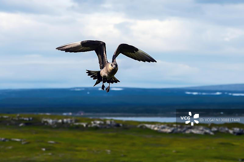 北极贼鸥，位于挪威瓦伦格图片素材