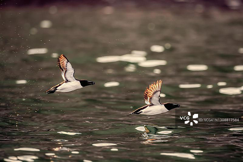海雀，挪威瓦朗格图片素材