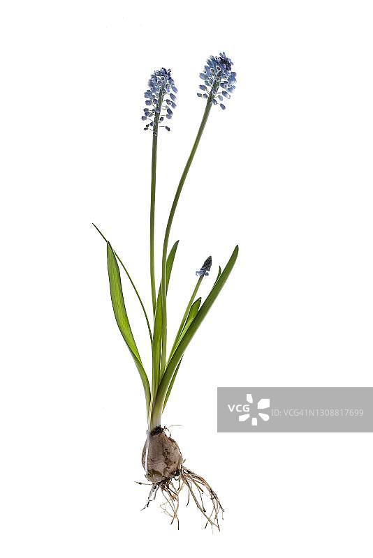 白色背景下的葡萄风信子，德国巴伐利亚图片素材