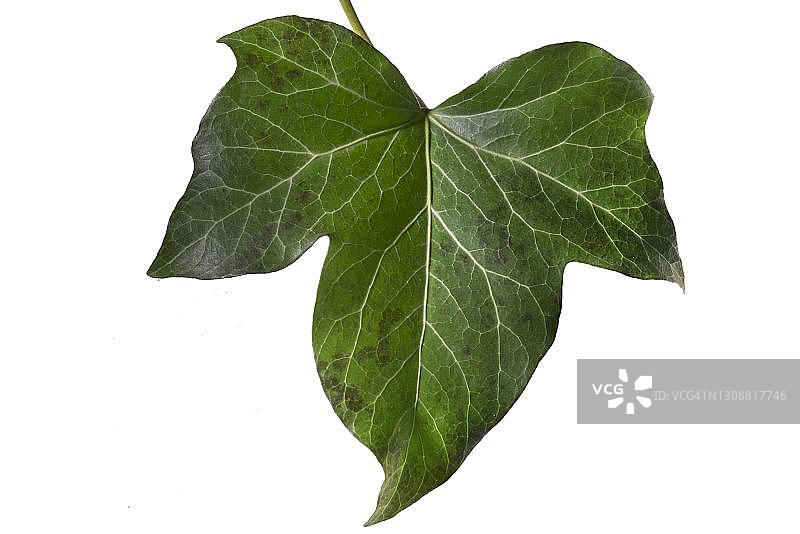 德国巴伐利亚白色背景上的常春藤叶（Hedera helix）结构图片素材