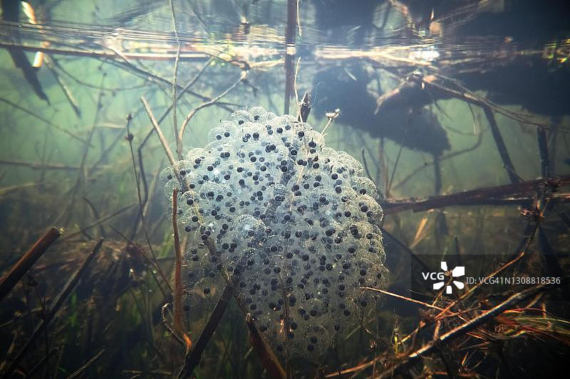 敏捷蛙水下摄影，卵和卵球，德国北莱茵-威斯特法伦州图片素材
