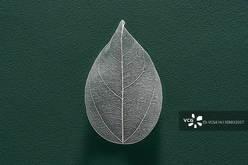 绿色背景上的白色叶脉图片素材