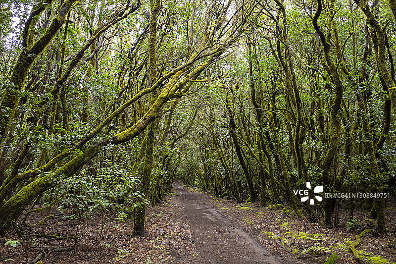 加拉霍奈国家公园的小路图片素材