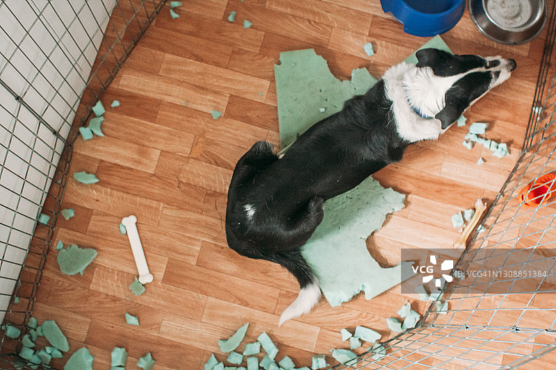 笼子里破坏了床的狗（俯视）图片素材