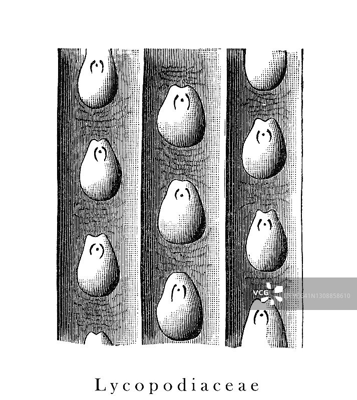 石炭纪植物的古老雕刻插图，植物化石图片素材