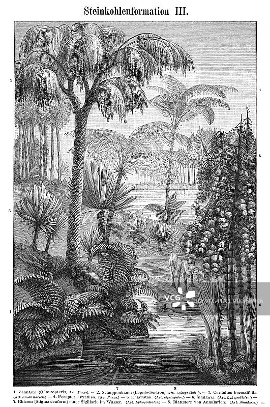 石炭纪植物古老雕刻插图图片素材