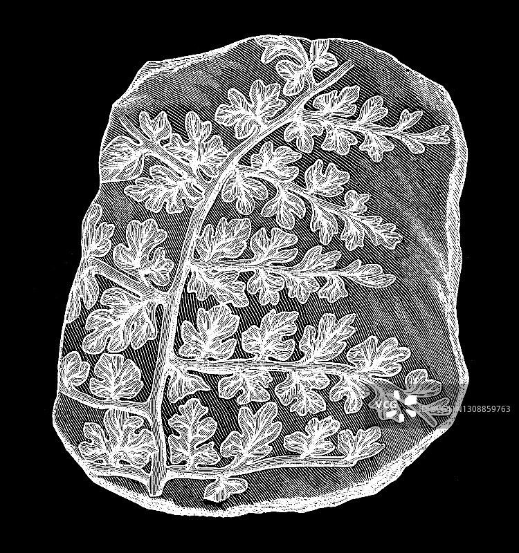 石炭纪植物的古老雕刻插图，植物化石图片素材