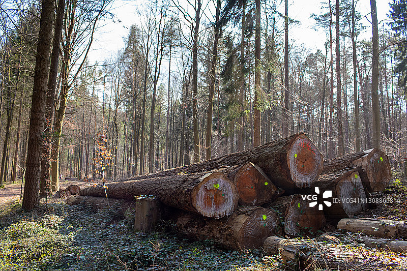 森林中的倒树，木工行业图片素材