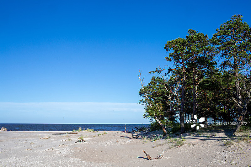 波罗的海沿岸的松树海滩图片素材