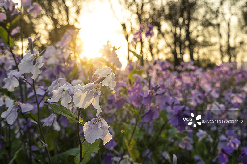 诸葛菜图片素材