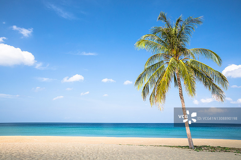 海滩椰子树图片素材
