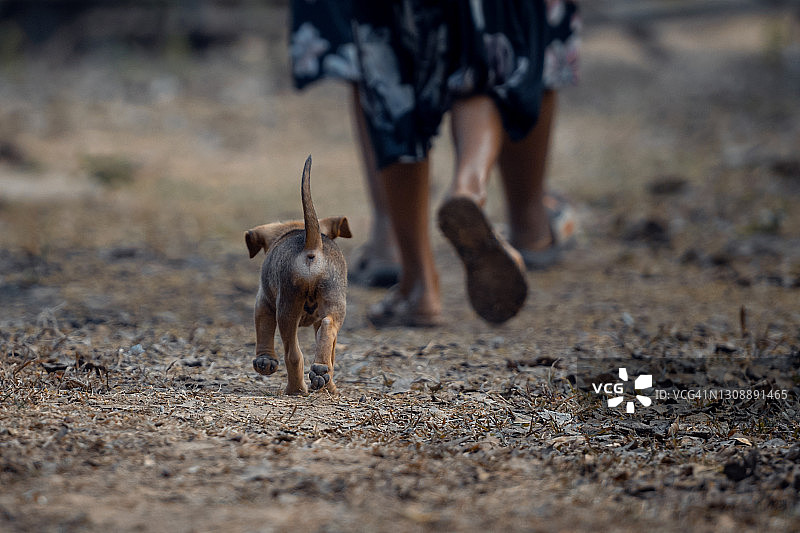 小狗在花园里跟着男孩图片素材